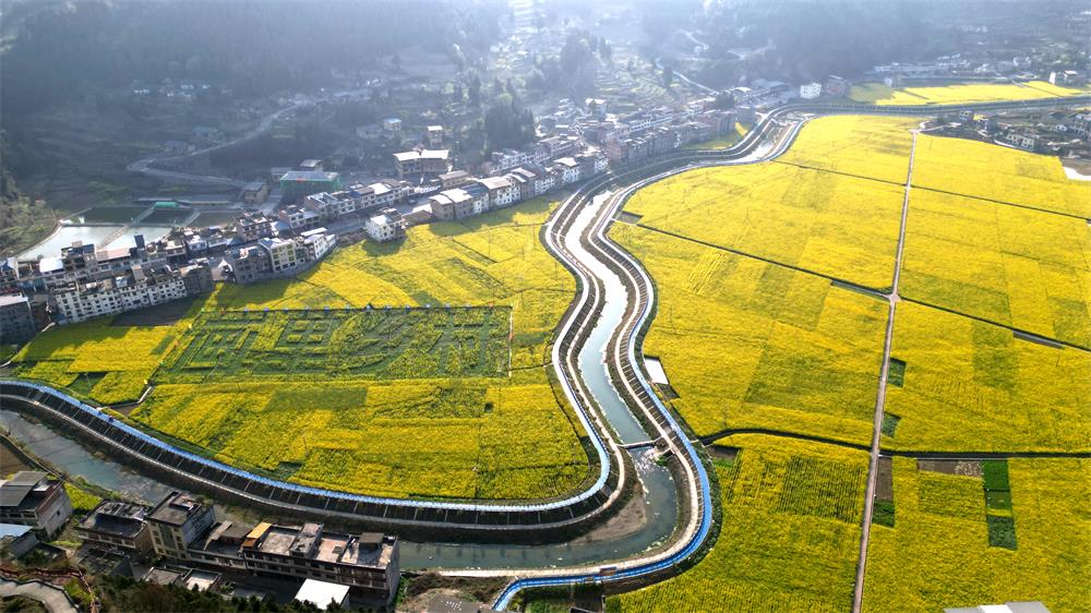 「创建天府旅游名县」古蔺:空中视角下的双沙油菜花海