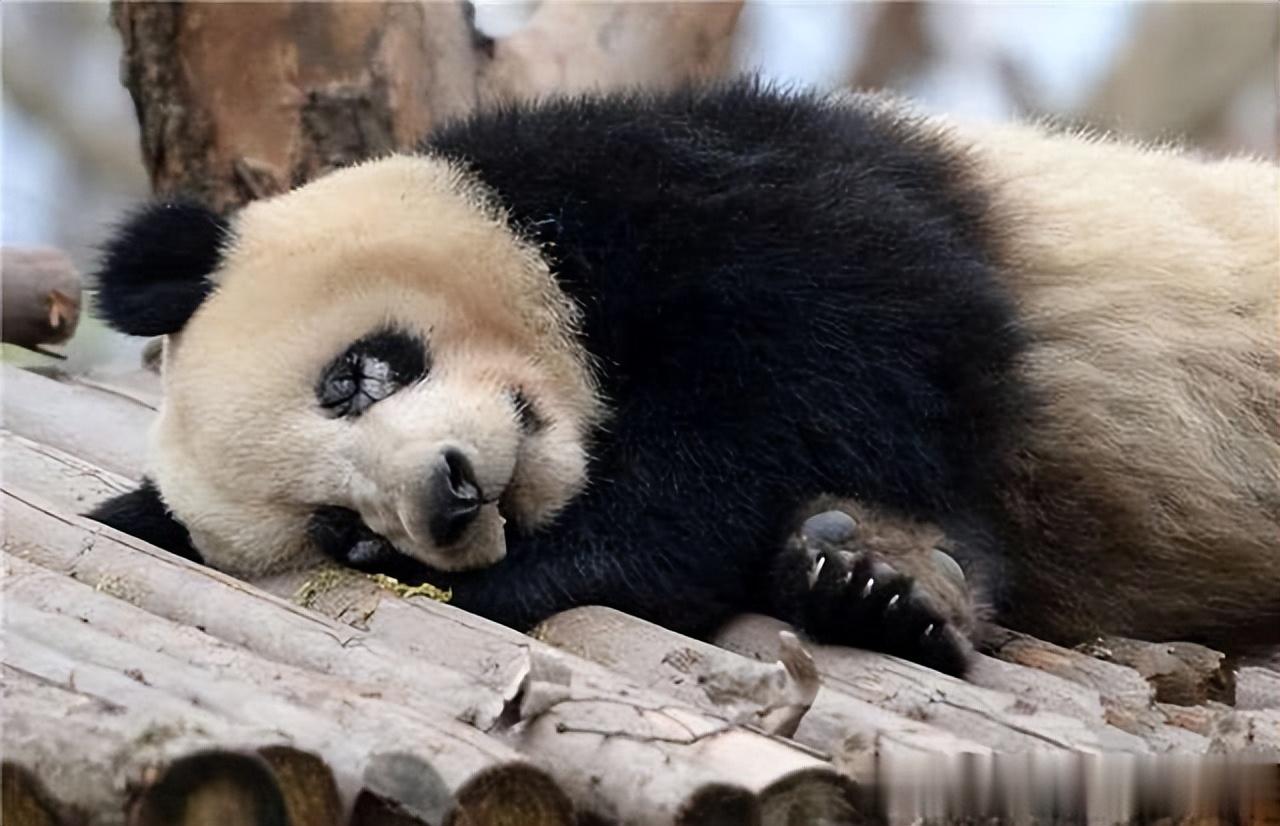 2014年云南兄弟杀大熊猫泄愤被抓时不服道不就是一只熊猫吗