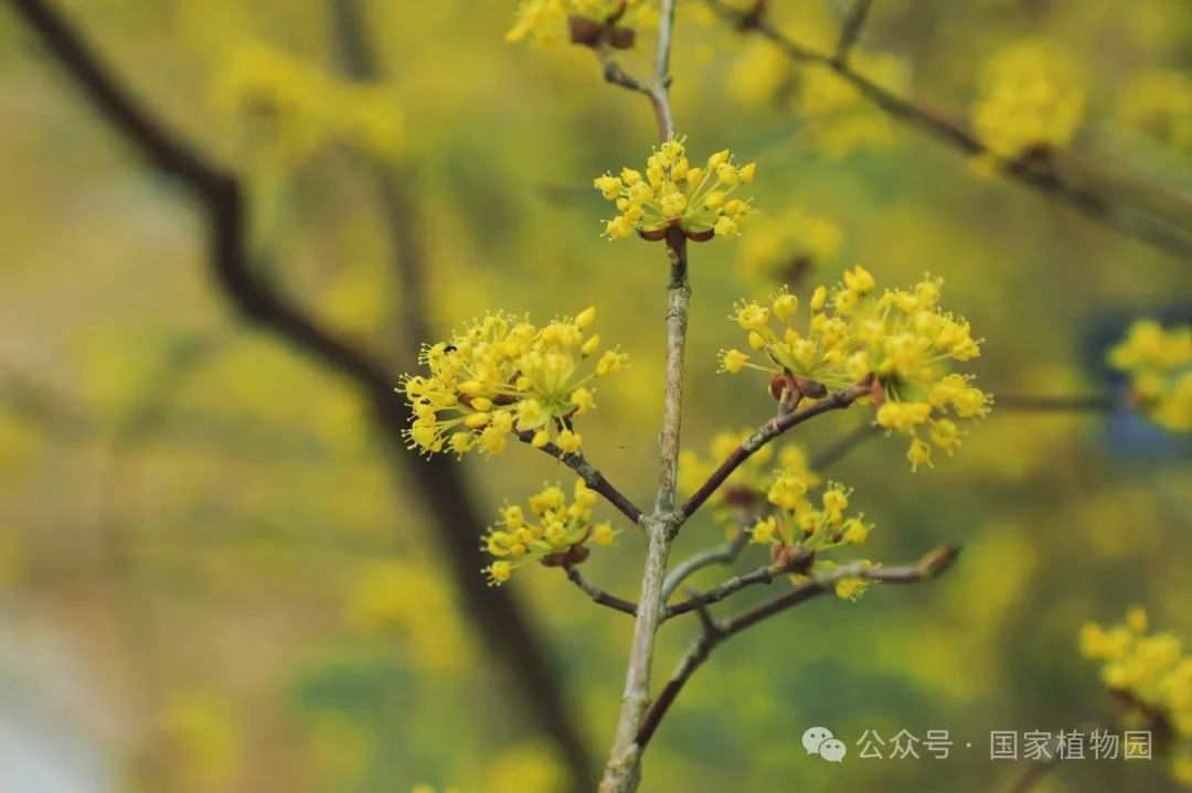 春日贺礼 金色烟花