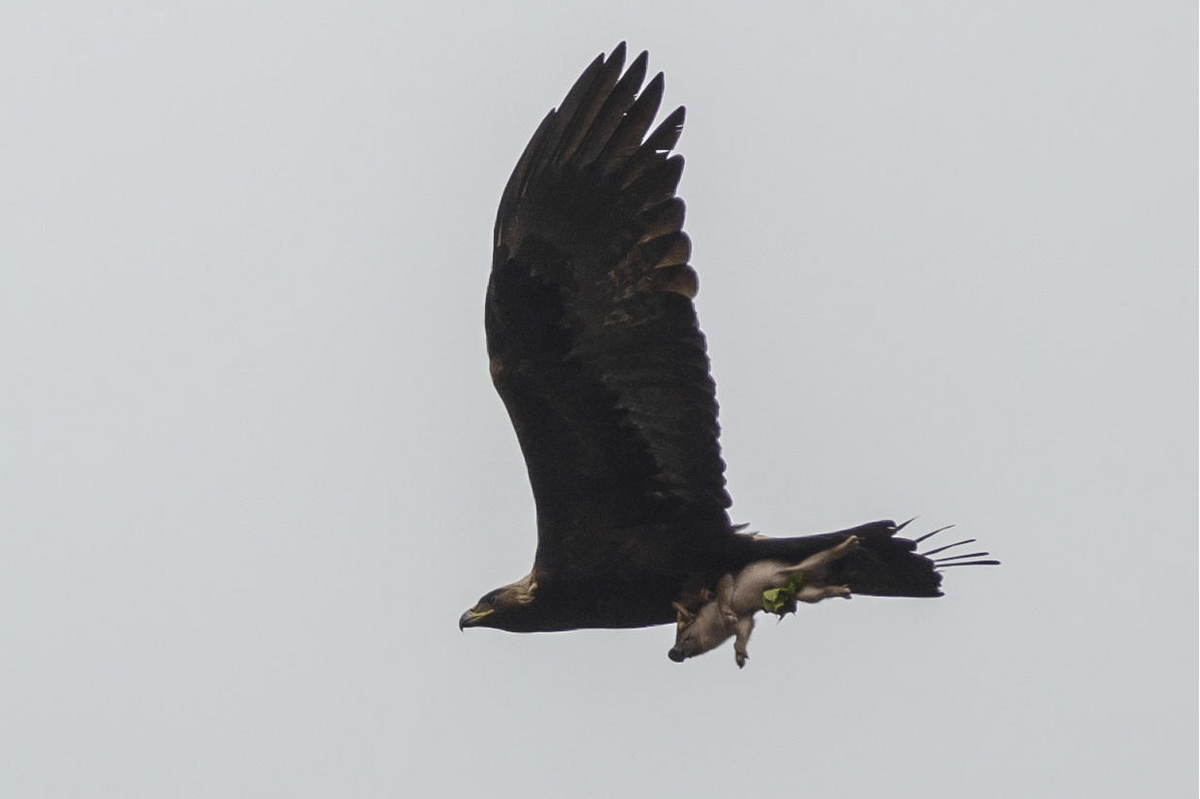 可是,正在大家还在收拾东西准备回去的时候,天空远处出现了一片黑压压