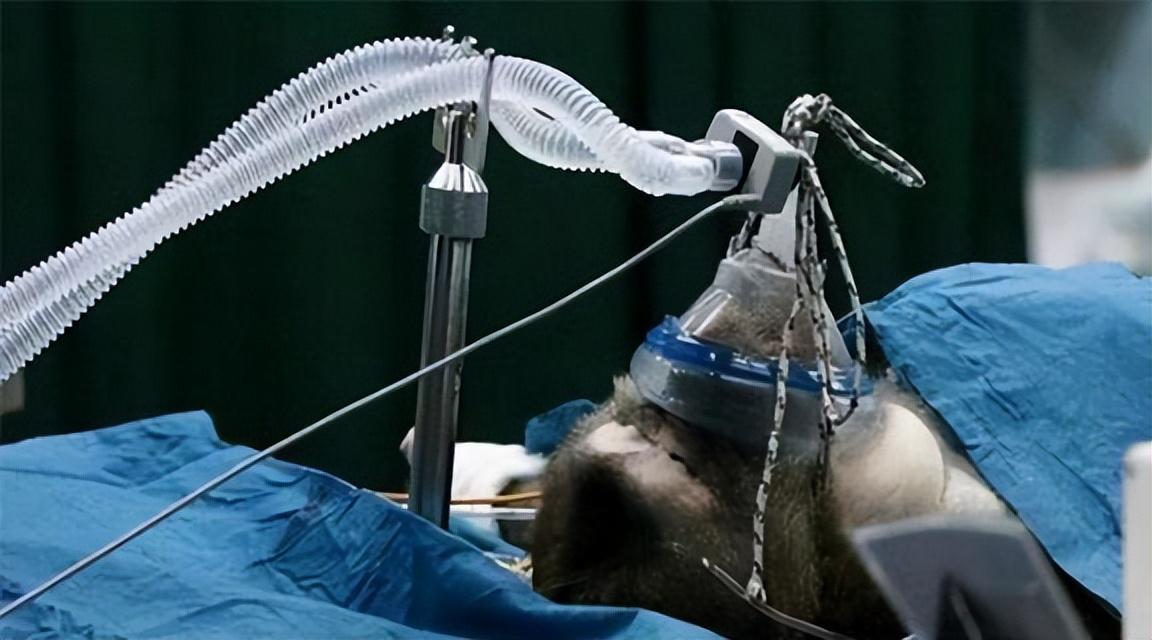 1984年美国母亲为初生女儿移植狒狒心脏引起社会哗然结果如何