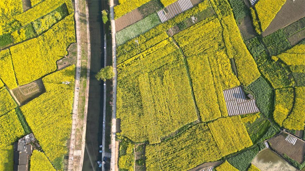 「创建天府旅游名县」古蔺:空中视角下的双沙油菜花海