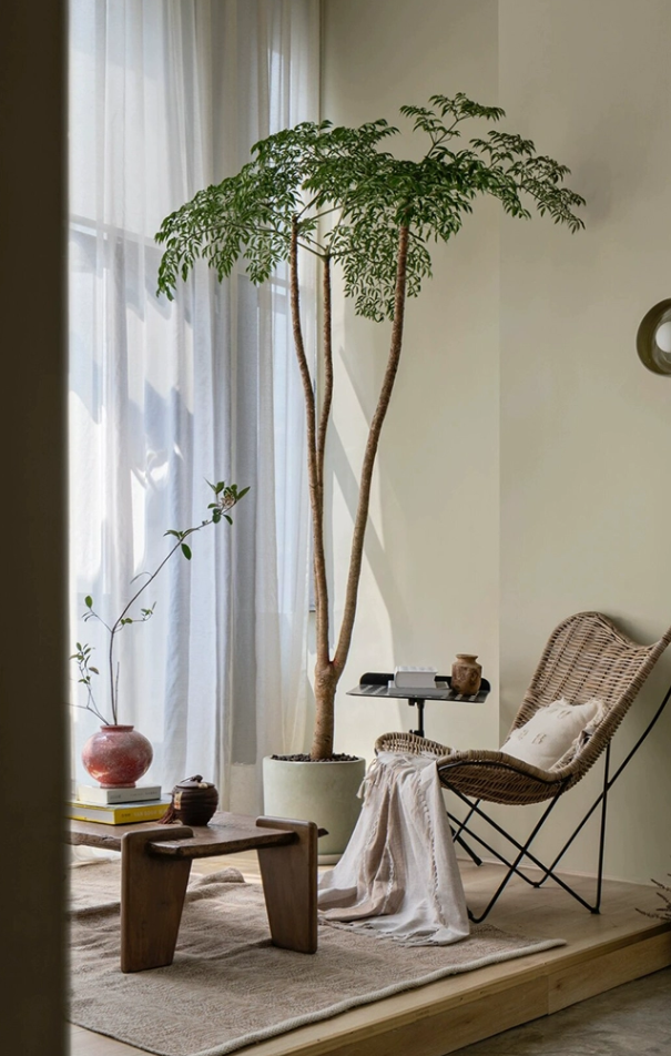 幌伞枫养护指南:打造优雅的室内外景观