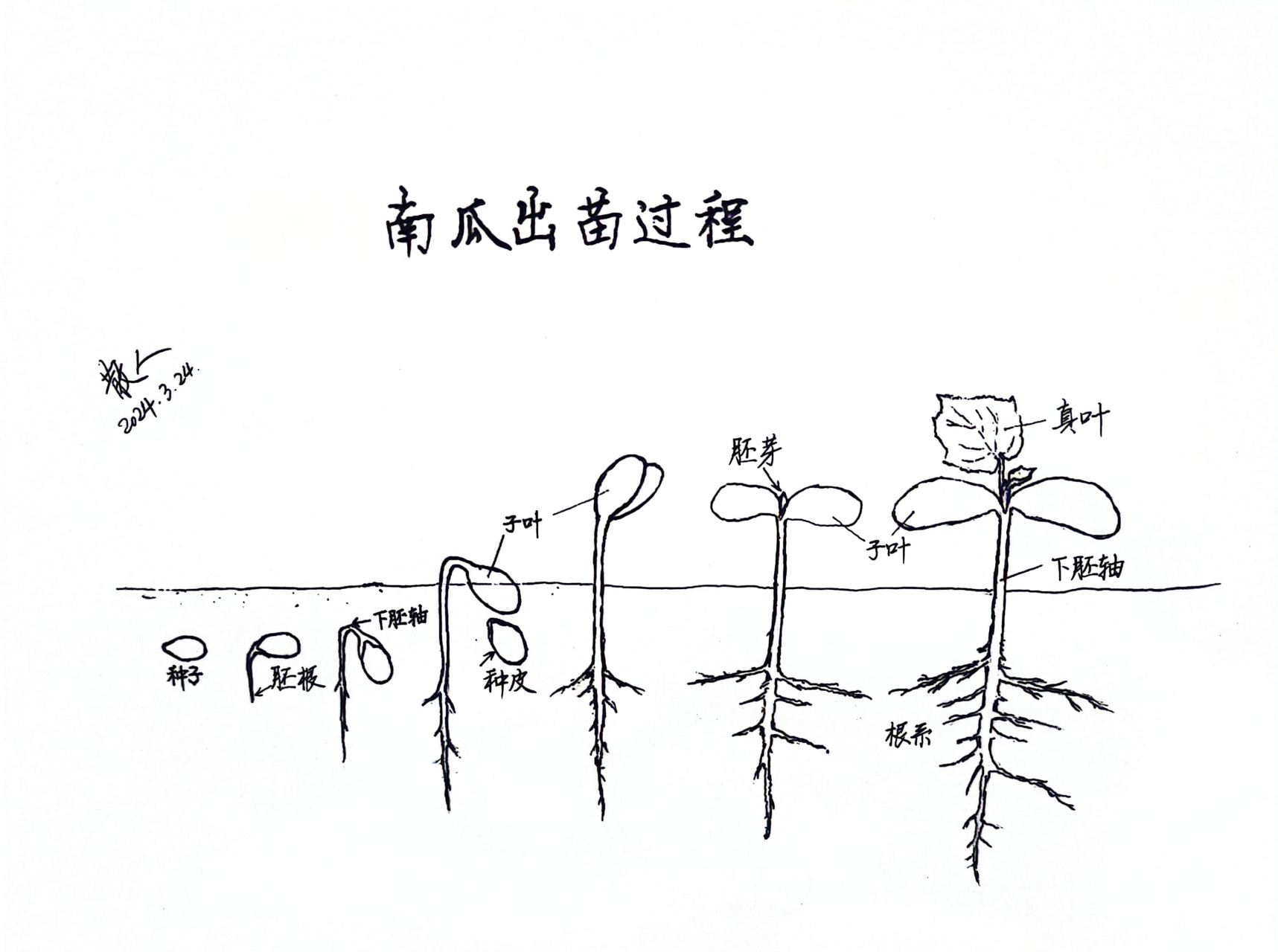 南瓜种子结构解剖图图片