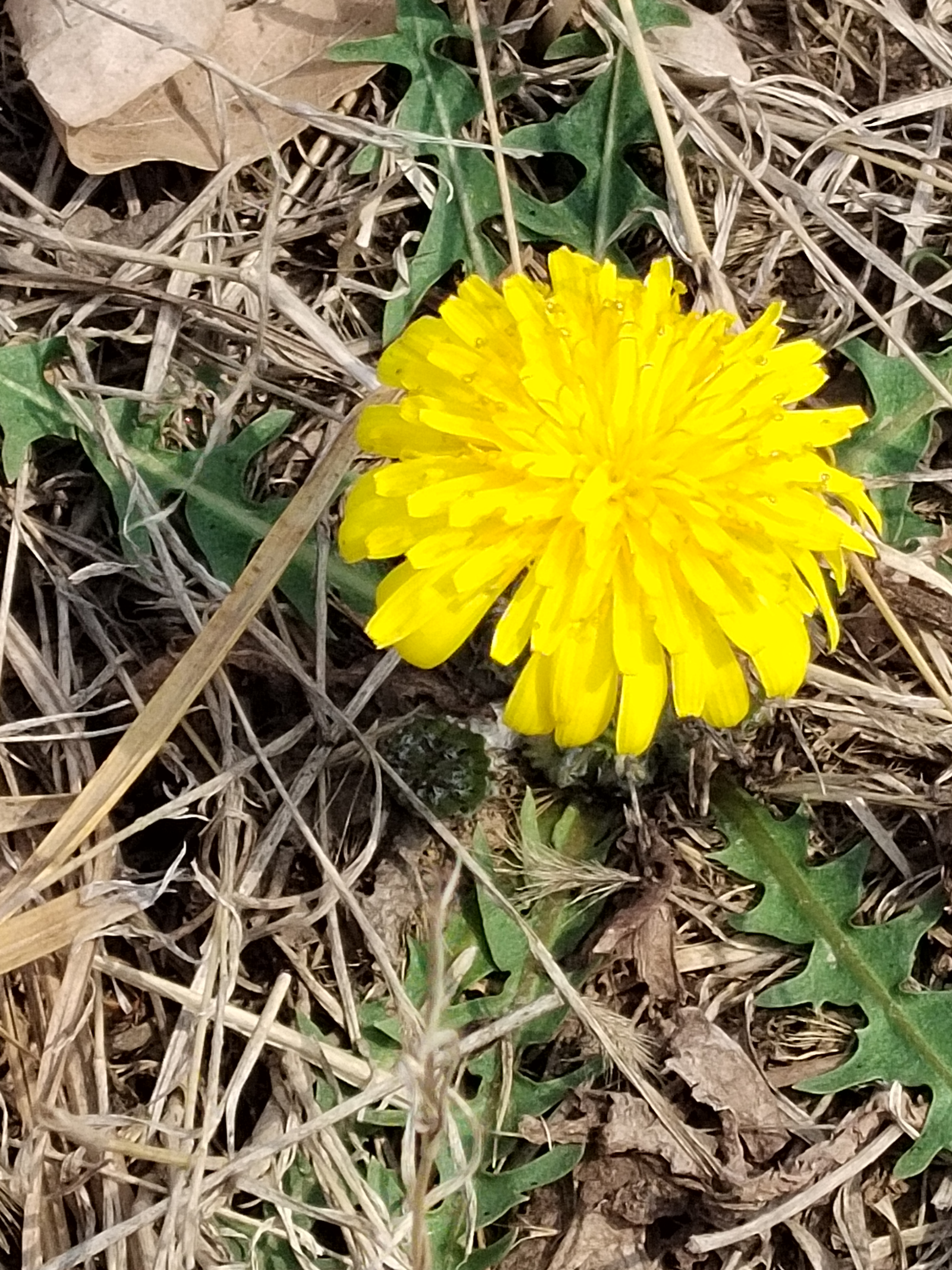 紫花地丁与蒲公英 chinese violet and dandelion 一花一世界一叶一