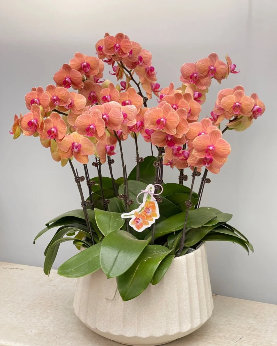 每一张蝴蝶兰图片,都是一幅细腻而生动的艺术品.