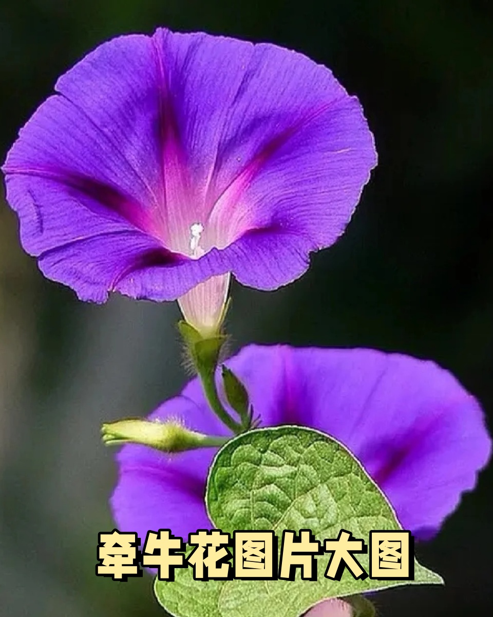 牵牛花的寓意花语图片