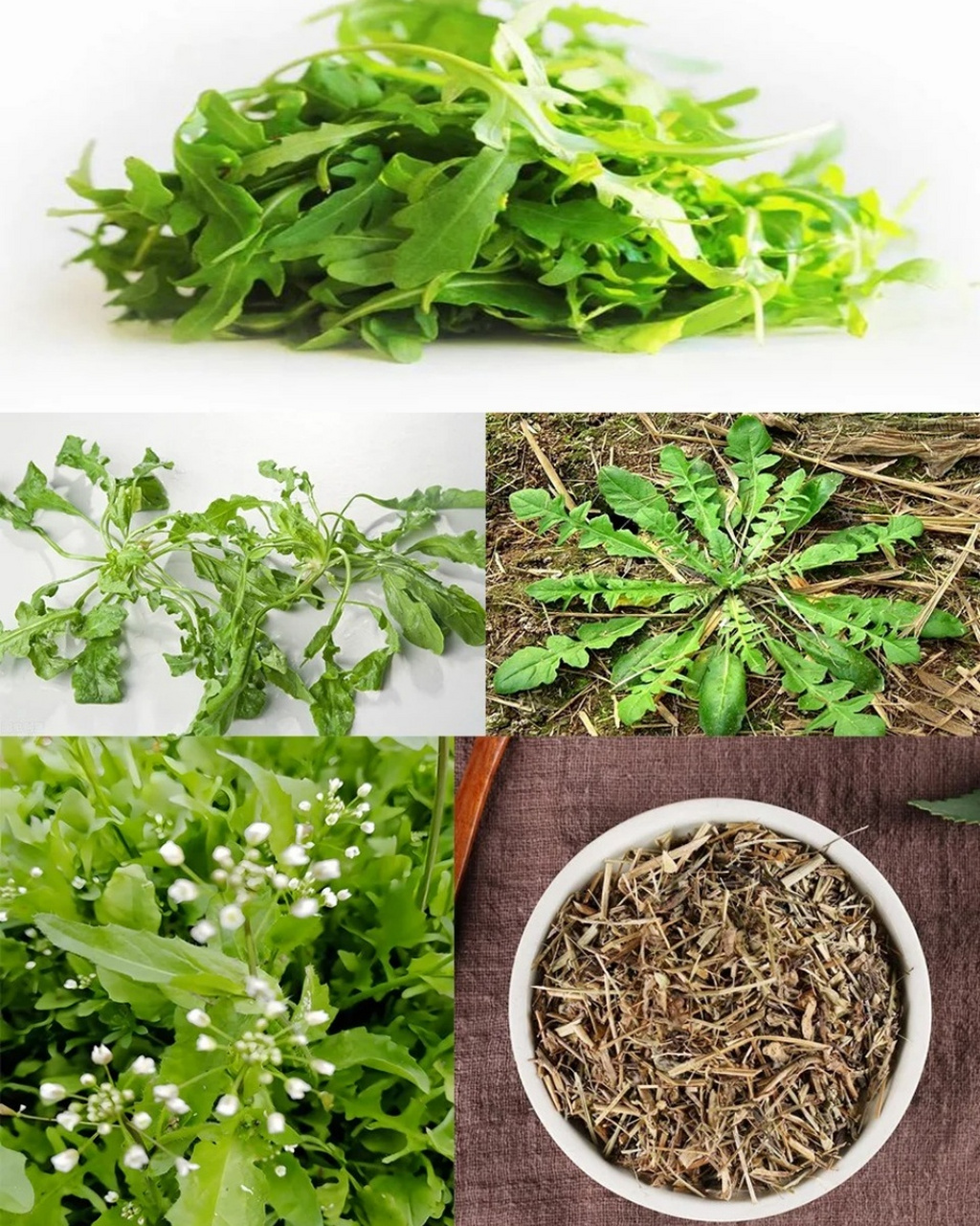 荠菜长什么样子图片  06 我是芥菜!