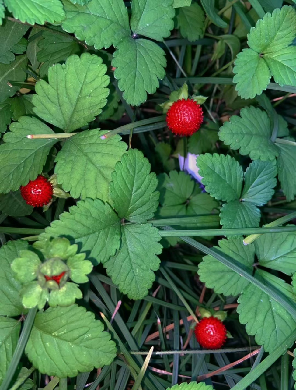 蛇莓图片  06外形特征 蛇莓的茎干上长有一排排的独特的蛇头形叶子