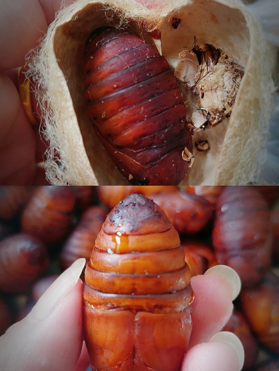 食材:蚕蛹一斤,花椒,盐