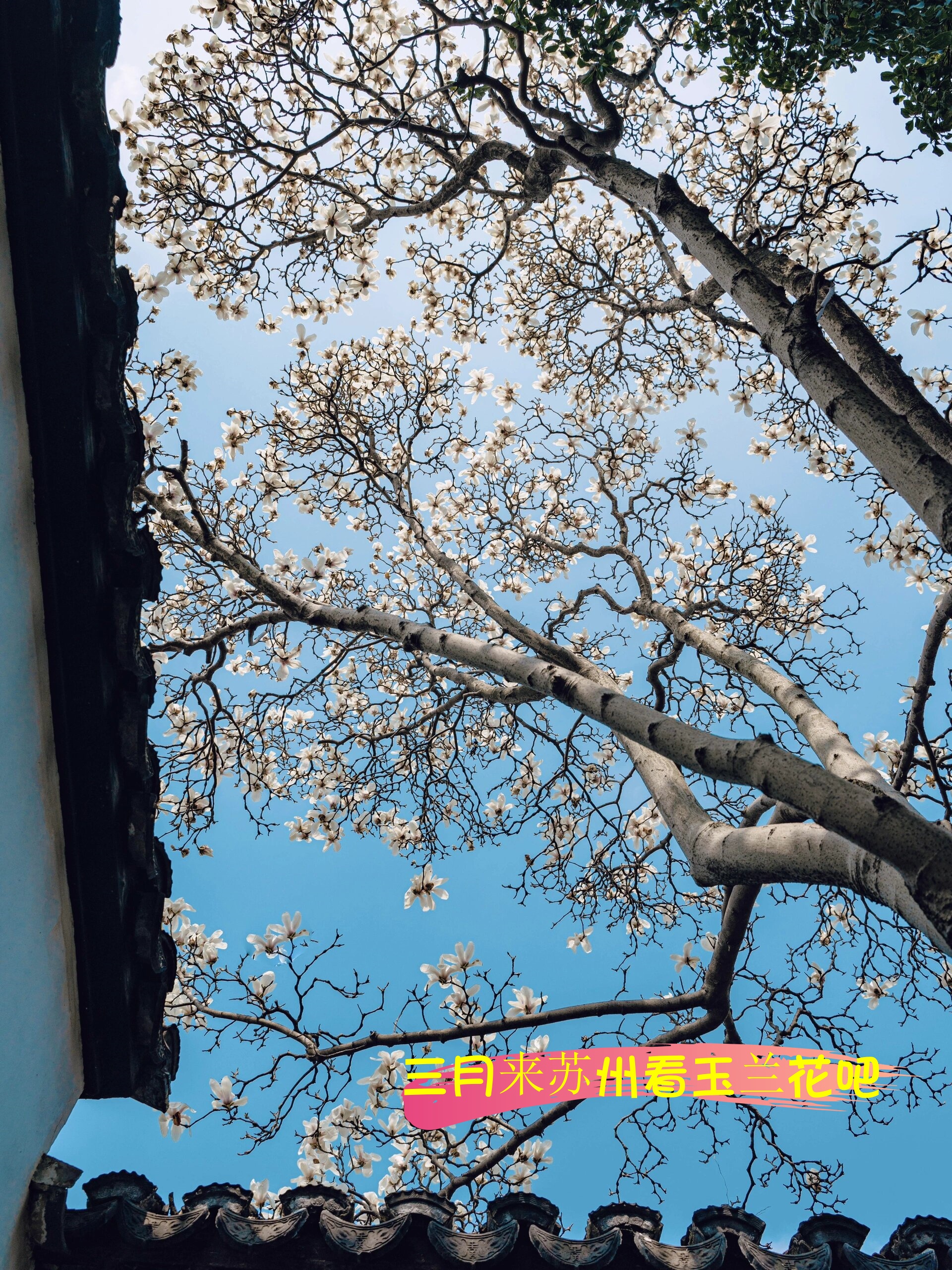 三月来苏州看玉兰花吧
