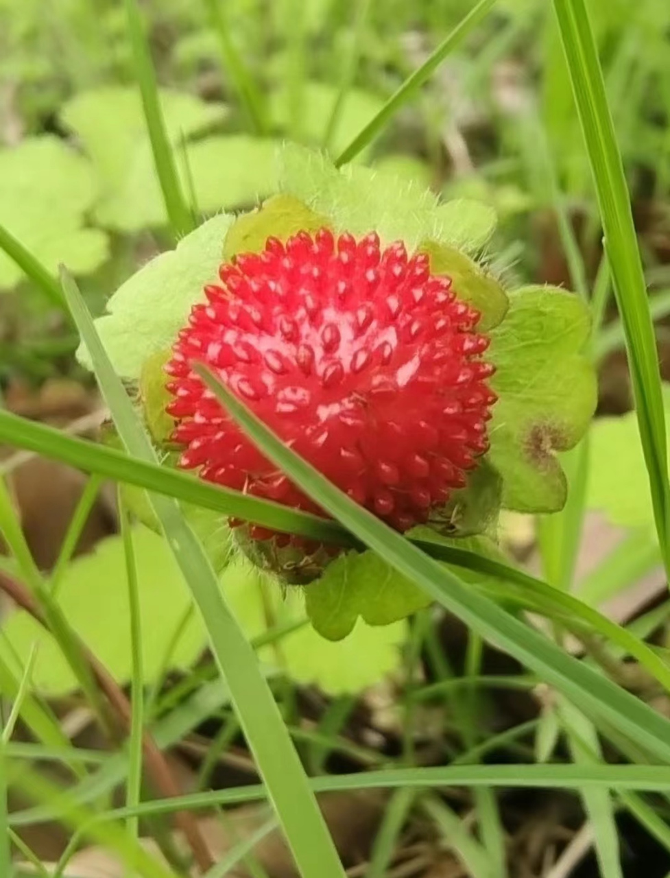 蛇梅草药图片大全图片