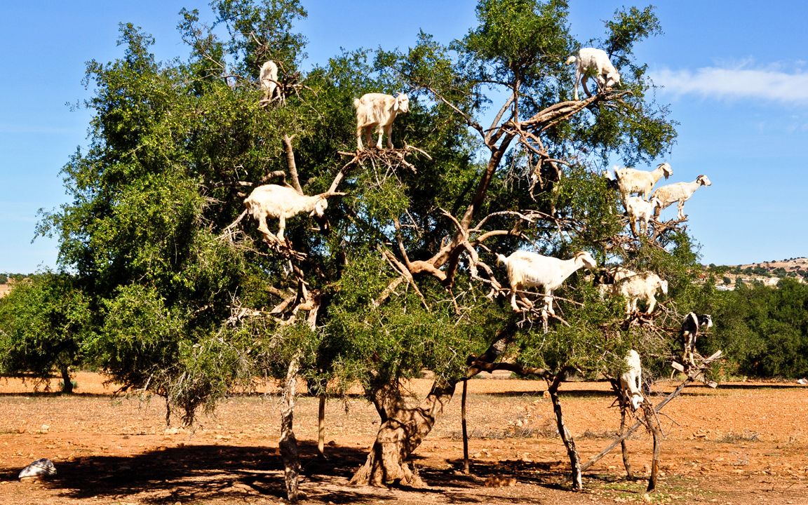 羊竟然能爬树?
