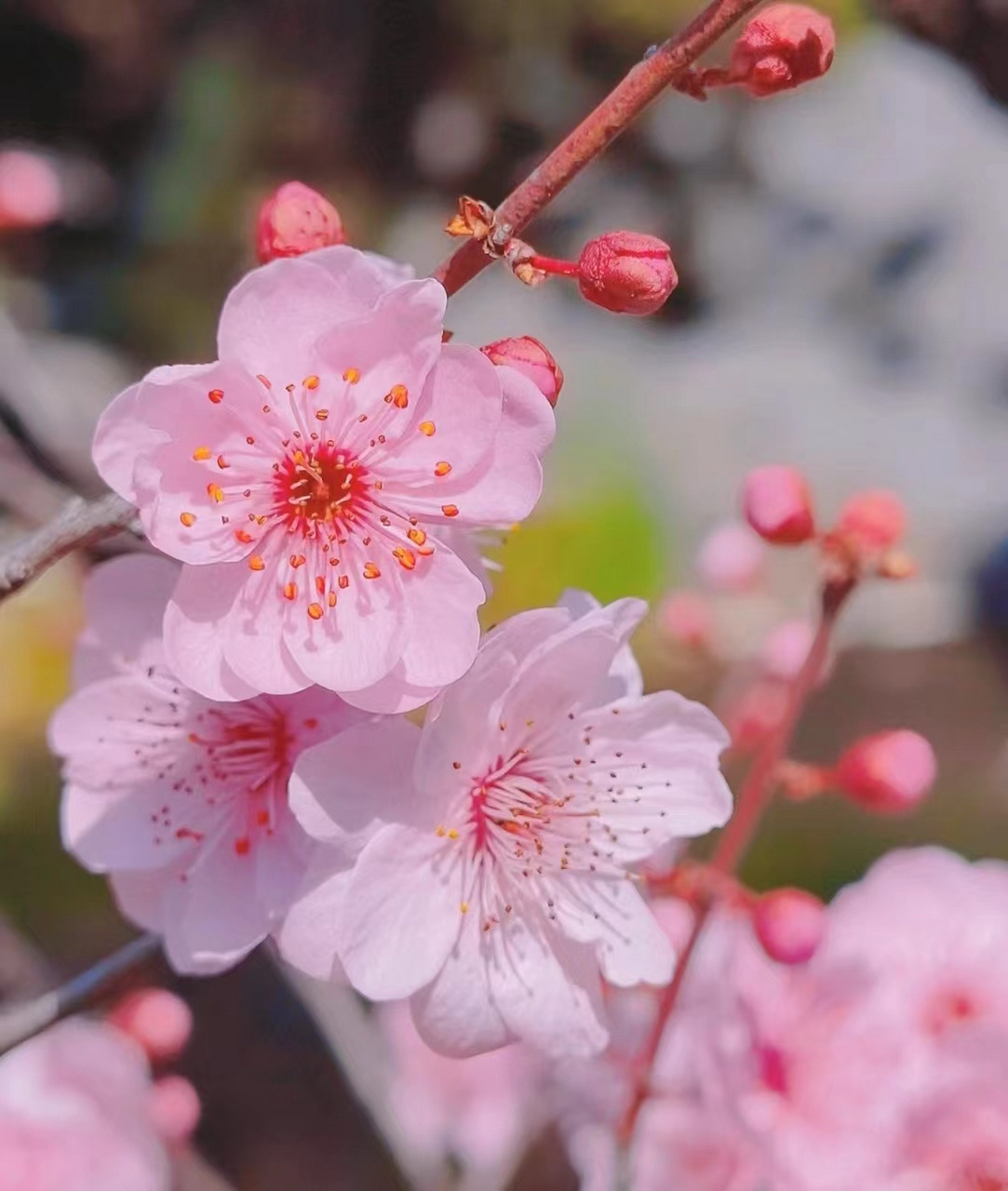 桃花的图片长什么样子图片