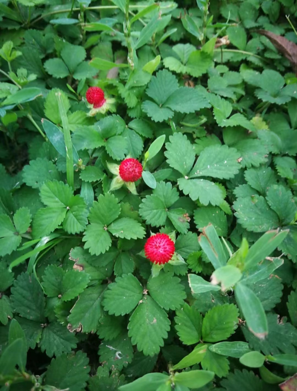 蛇莓图片  06外形特征 蛇莓的茎干上长有一排排的独特的蛇头形叶子