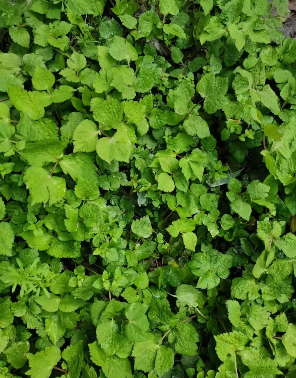 鸭脚板野菜图片  比荠菜还好吃的野菜鸭脚板7575 春天 踏青怎么少