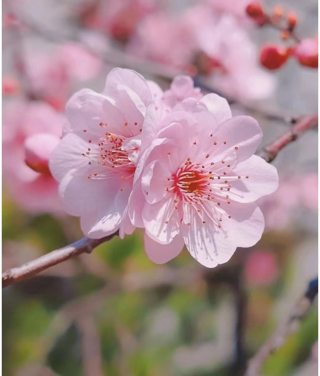 桃花的图片长什么样子图片