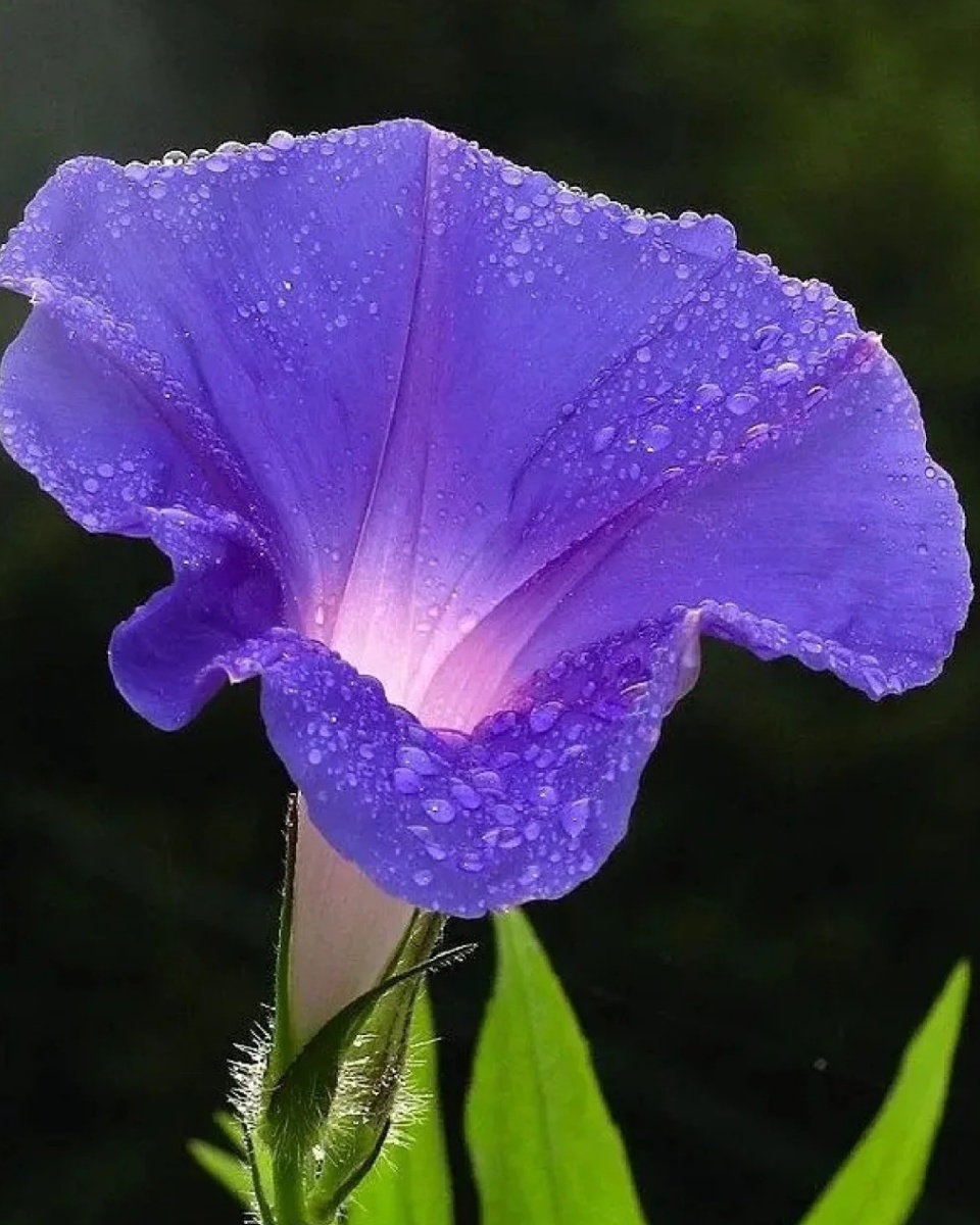 牵牛花图片大图  在夏日的清晨