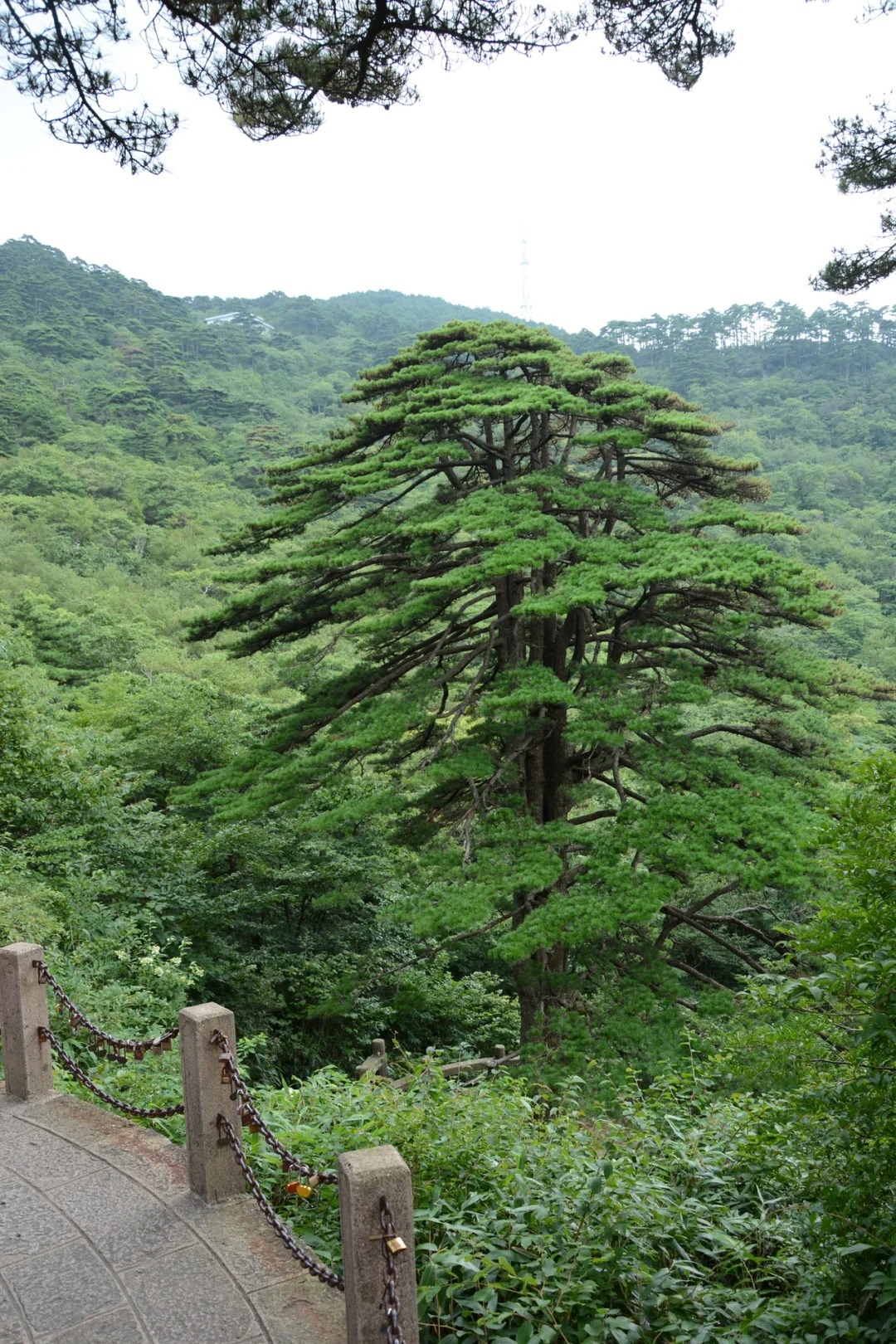 黄山十大名松图片介绍图片