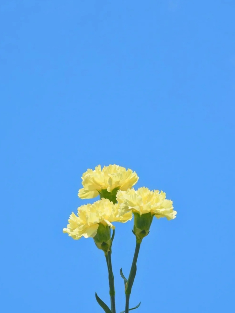 天蓝色的图片 💙今天给姐妹们分享天蓝色的图片📷,它就像夏日里的