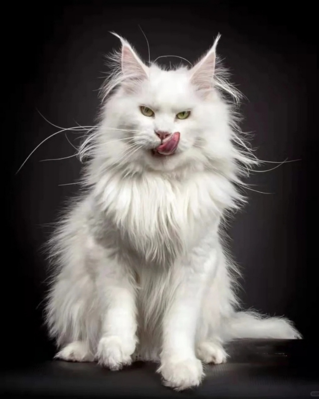 缅因猫图片  缅因猫,猫界的"大个子"04 它们拥有强壮的身体和浓密的