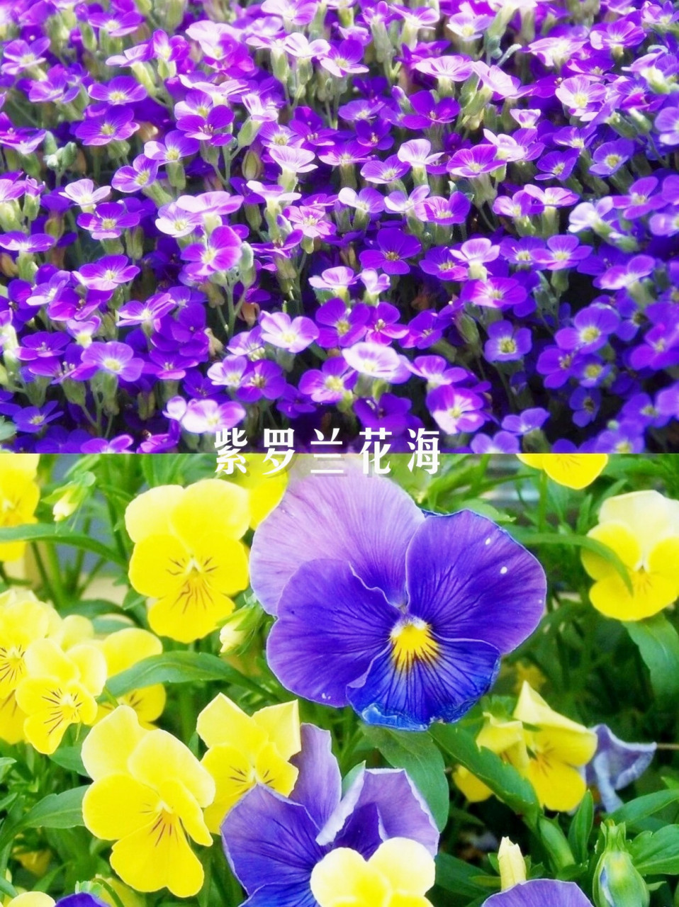 德阳芳菲谷图片