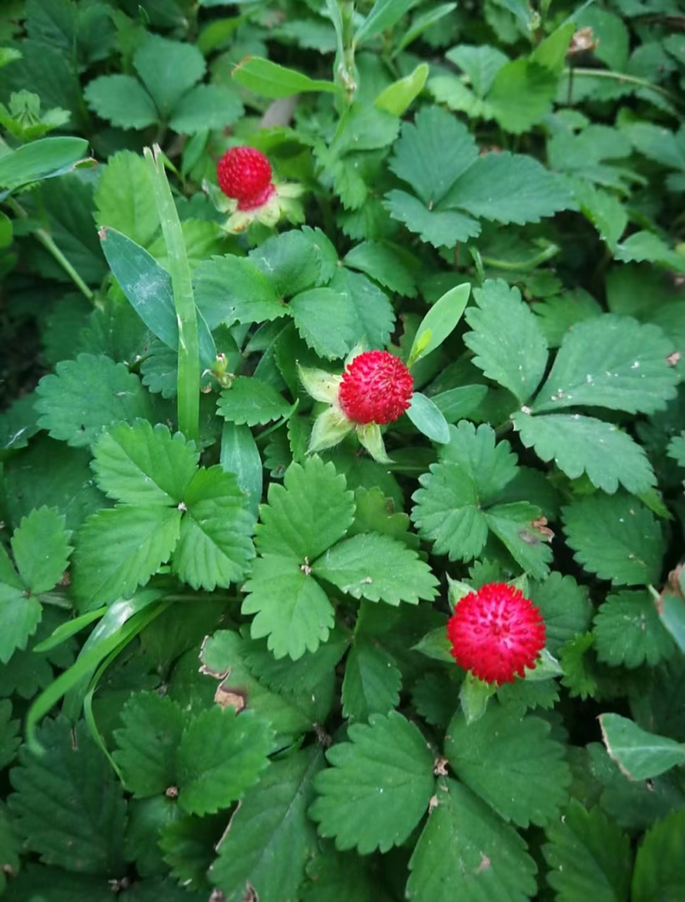 蛇莓图片  06外形特征 蛇莓的茎干上长有一排排的独特的蛇头形叶子