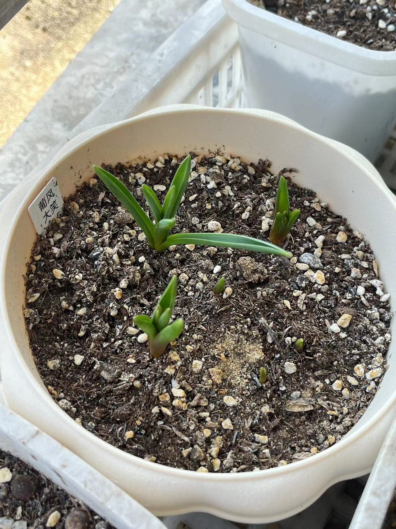 不用养护葡萄风信子自己会开 花友小蜗牛在去年种草了葡萄风信子