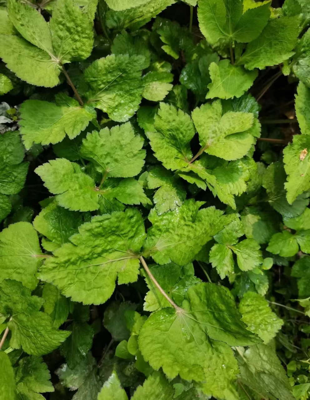 鸭脚板野菜图片  比荠菜还好吃的野菜鸭脚板7575 春天 踏青怎么少