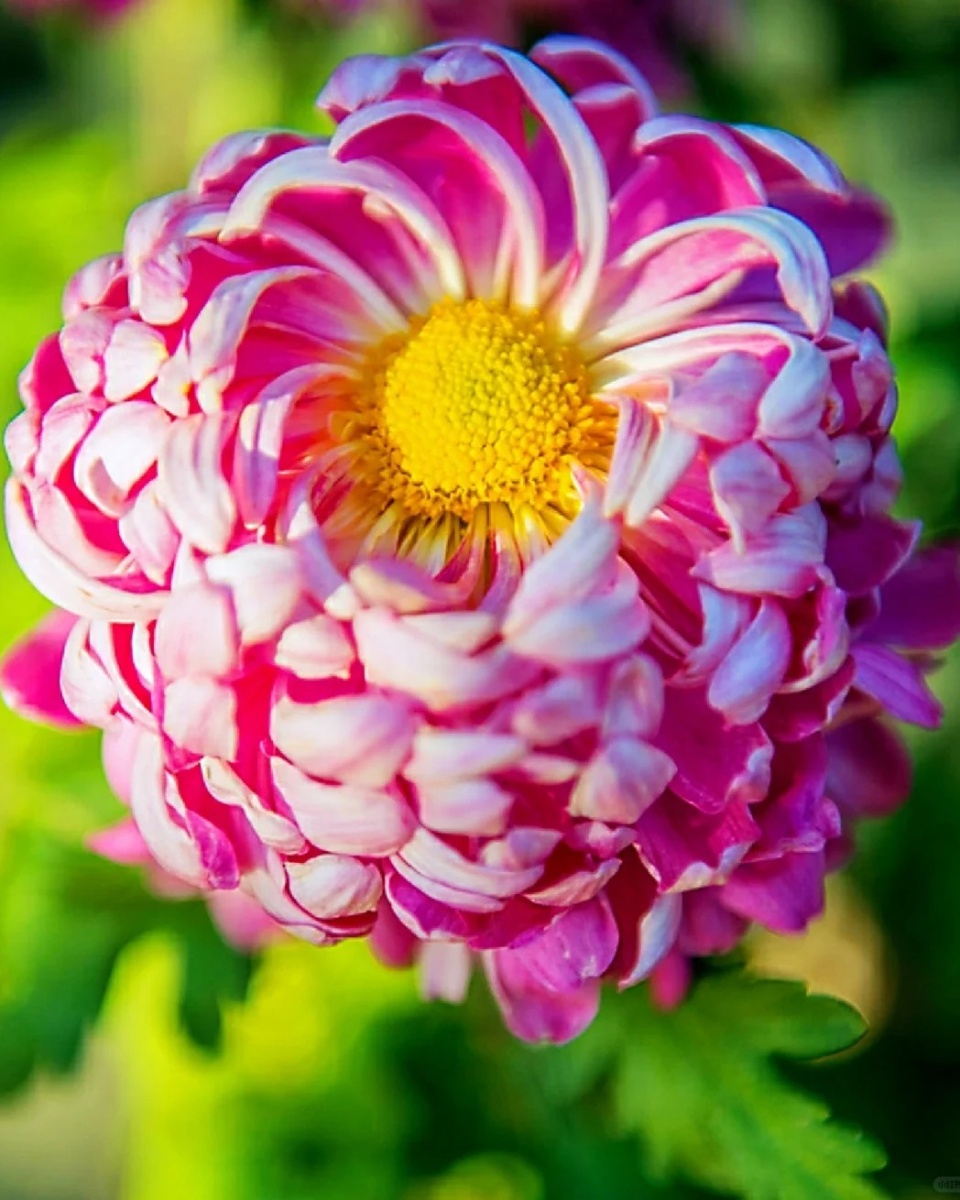 菊花的图片  菊花,花中君子,以其高洁,清雅的姿态,绽放在秋日的阳光下