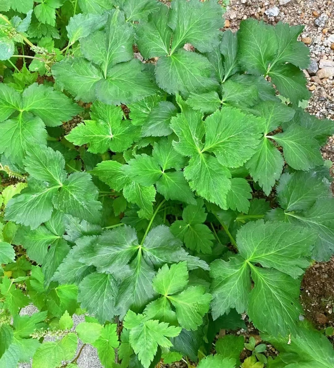 鸭脚板野菜图片  比荠菜还好吃的野菜鸭脚板7575 春天 踏青怎么少