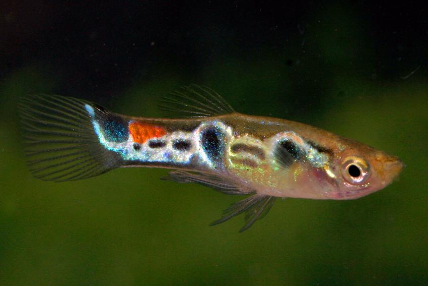 孔雀鱼-鳉形目花鳉科花鳉属