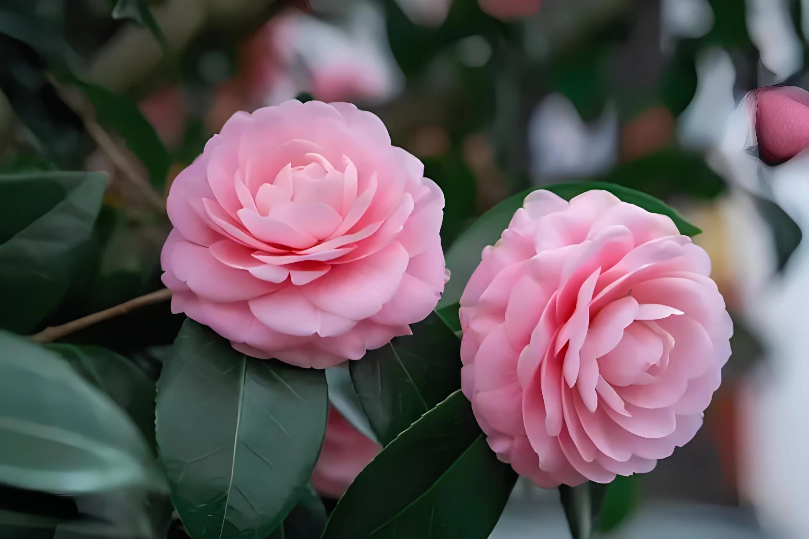 山茶花的花语,理想的爱和持久永恒
