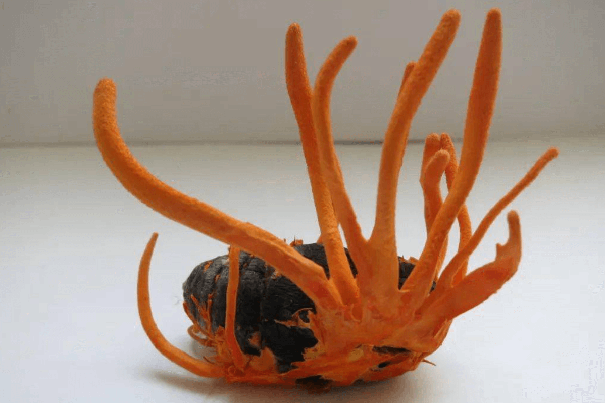 吉林市十大特产排行榜