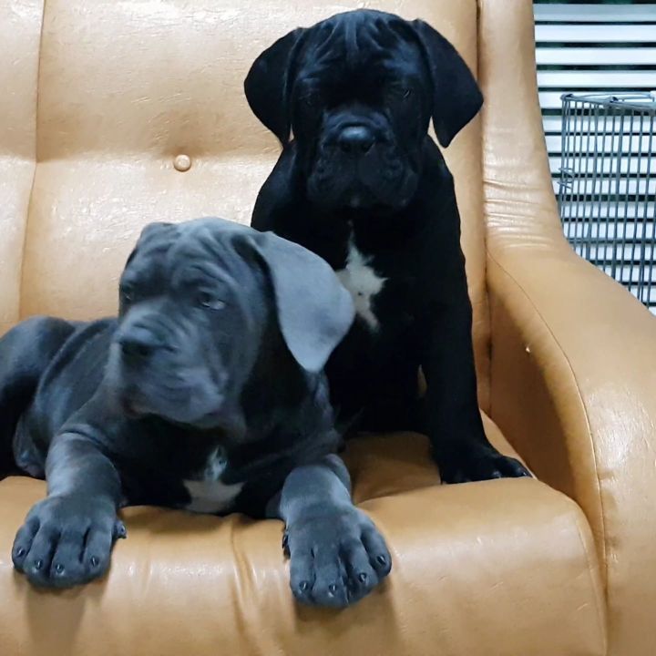 纯种卡斯罗犬的价格及其背后的价值探索