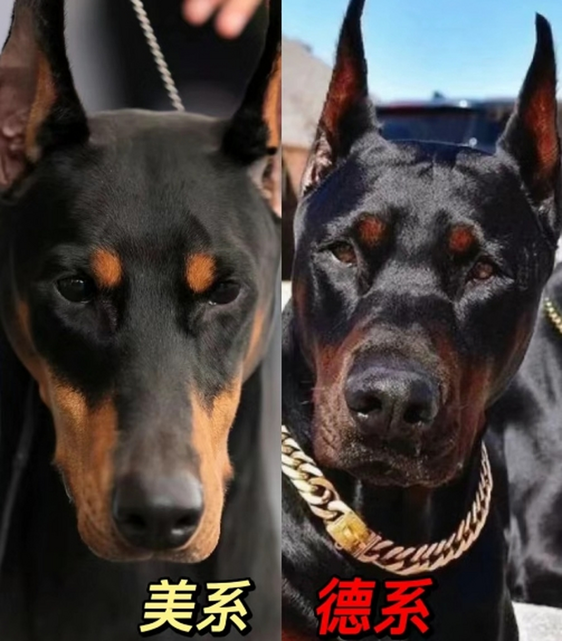 德系杜宾犬价格图片