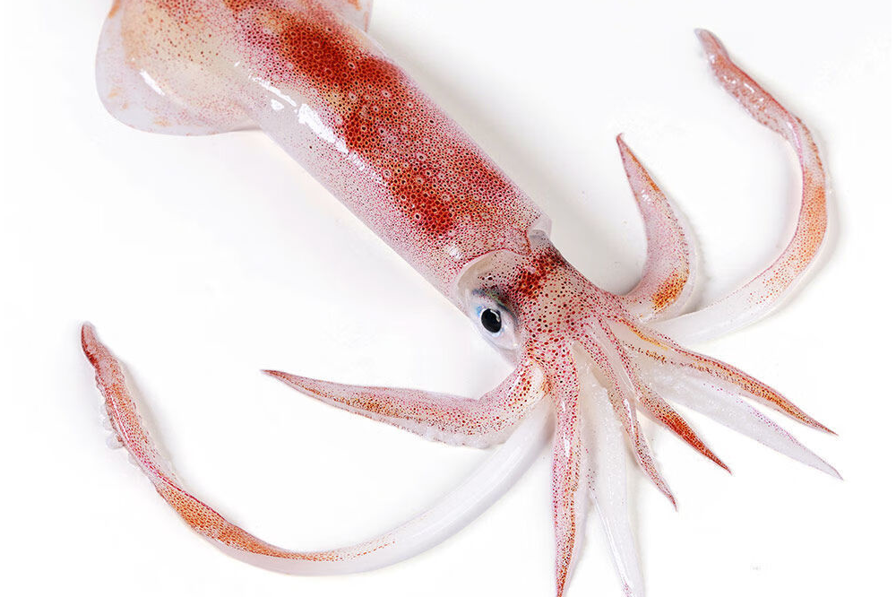 可冷藏或冷冻保存,食用方 鱿鱼品种鱿鱼的品种鱿鱼的外形鱿鱼种类鱿鱼