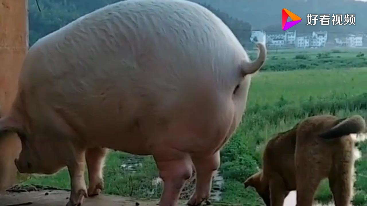 狗剩子:原来狗粮是这么生产的呀?真香!