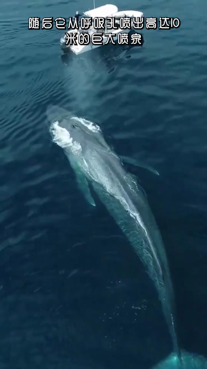 蓝鲸惊艳亮相,海洋霸主的壮观与神秘