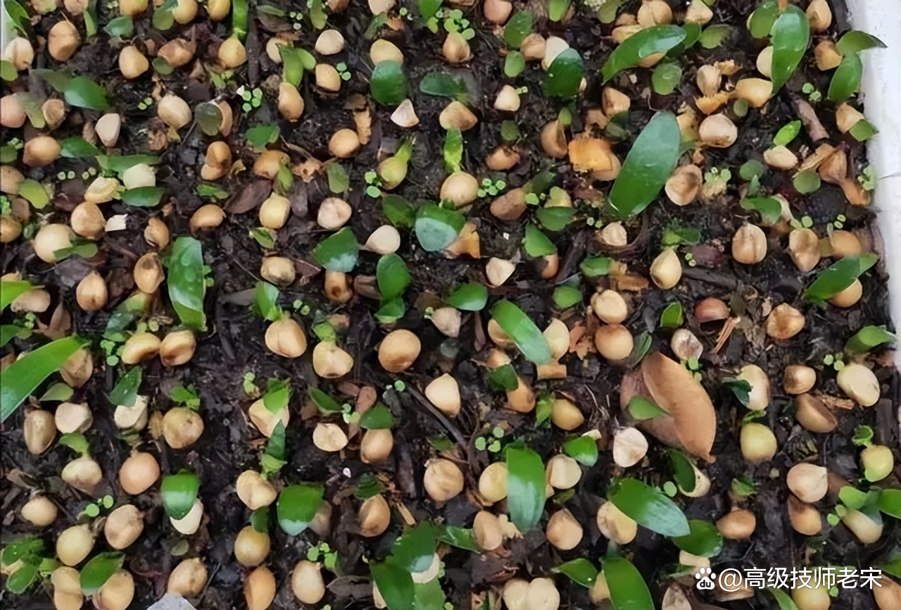 君子兰小苗培育指南:从选种到茁壮成长的秘密