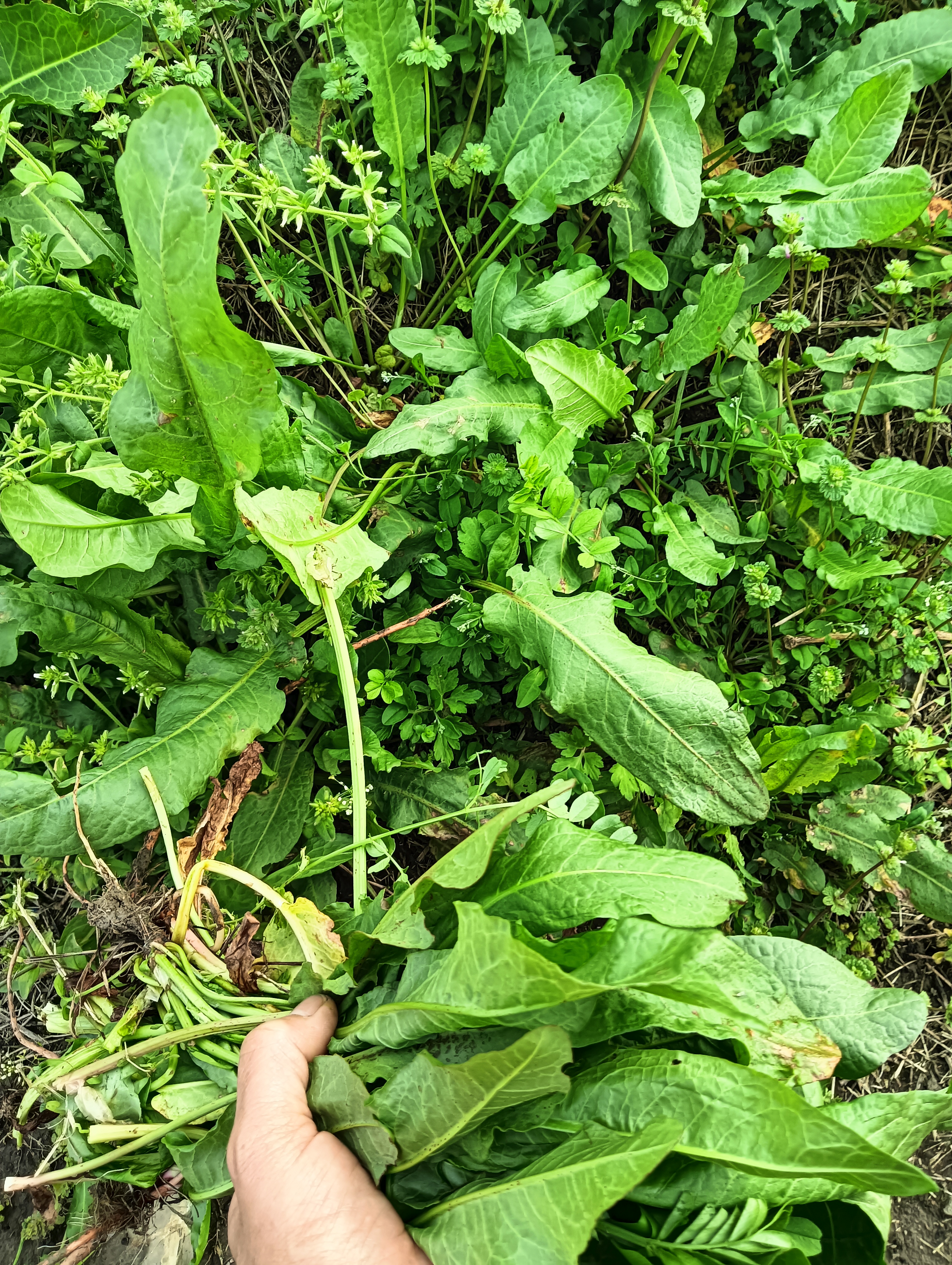 野菠菜图片