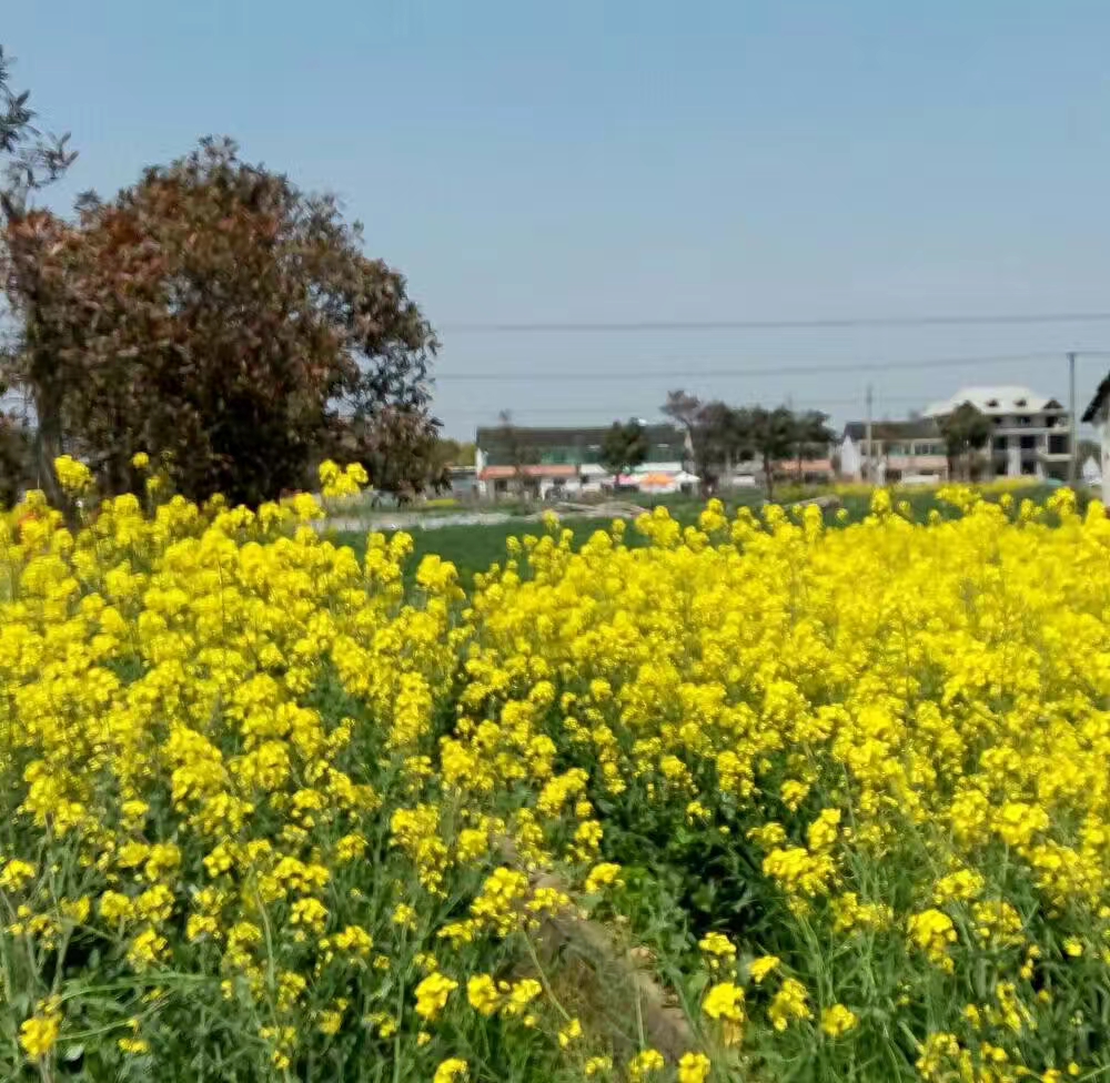 上海奉贤庄行油菜花绽放