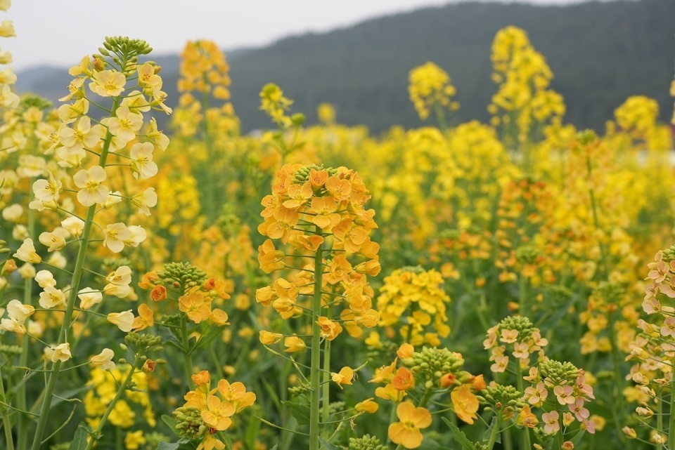 洋湖体育公园油菜花图片