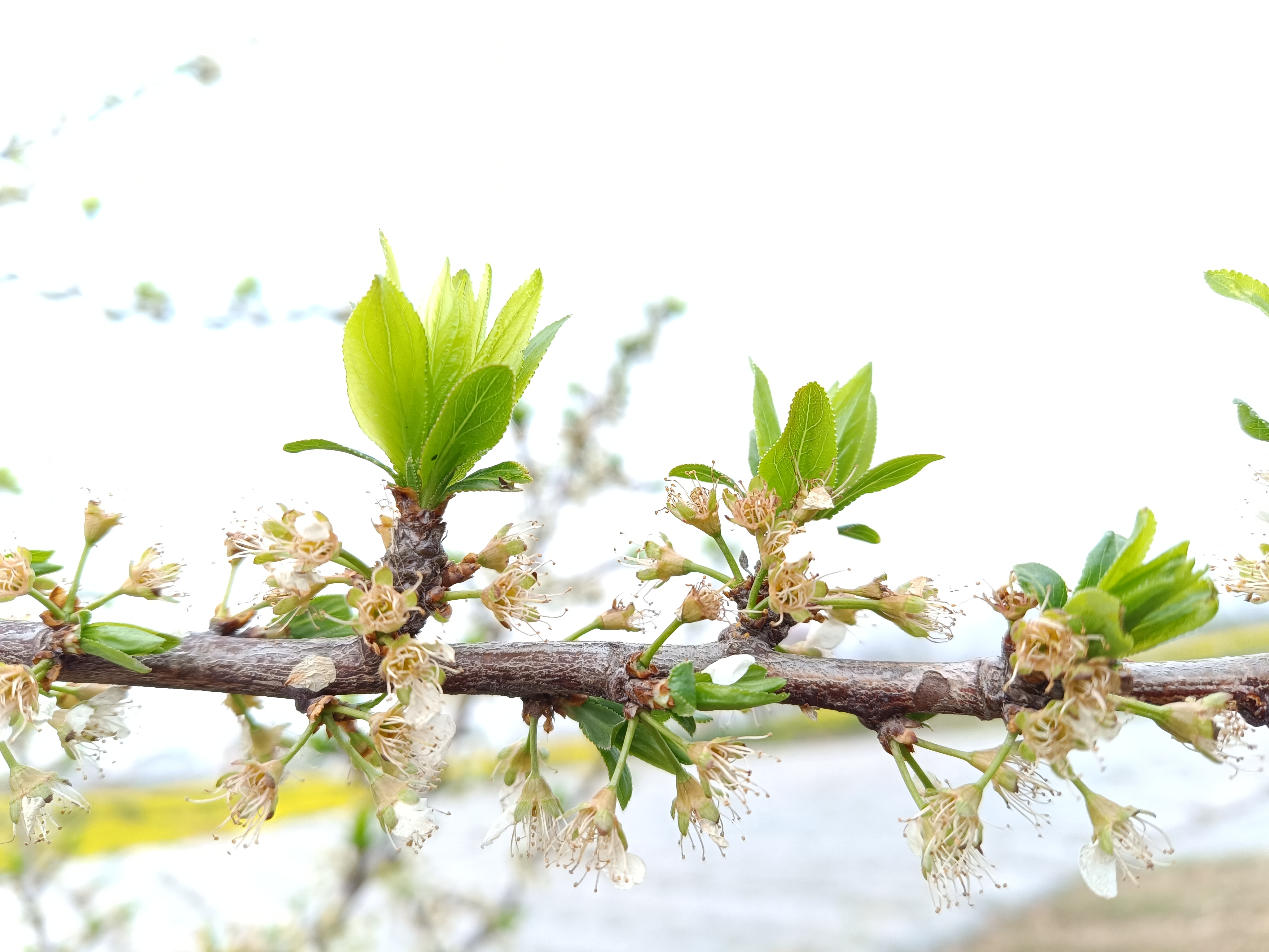 去野外看桃花梨花开,这是什么树?