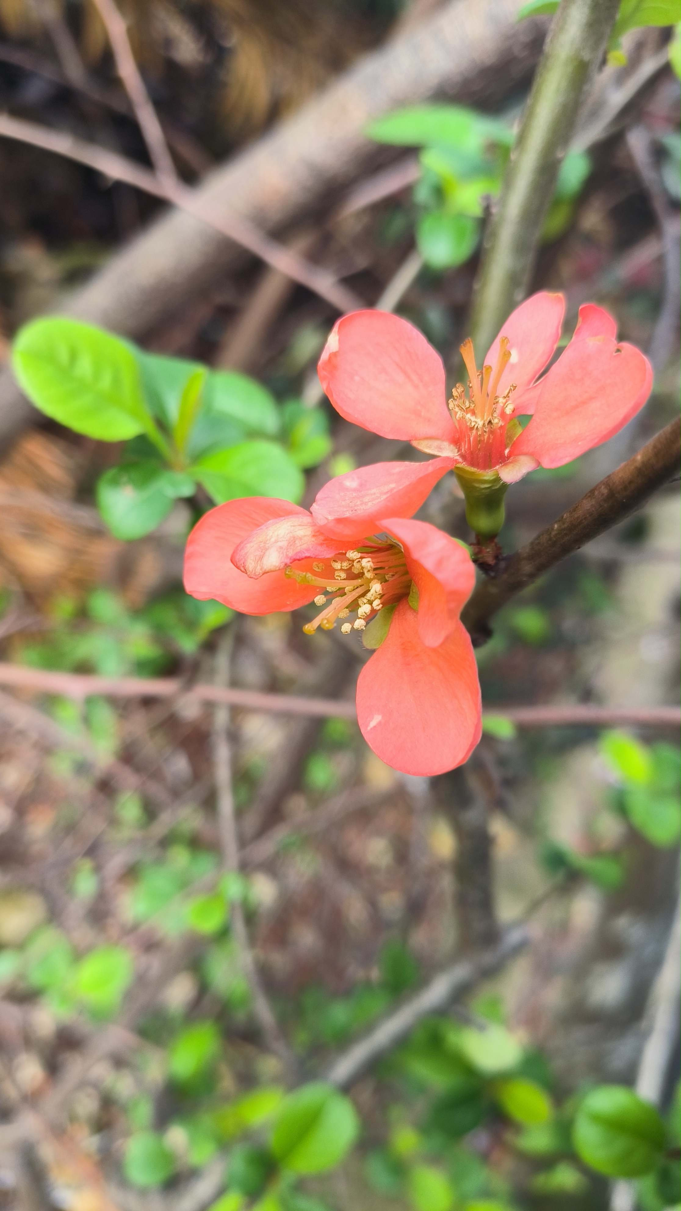 春天的花多得让你无法想象,小草小花,各种樱花,都跃上眼帘.