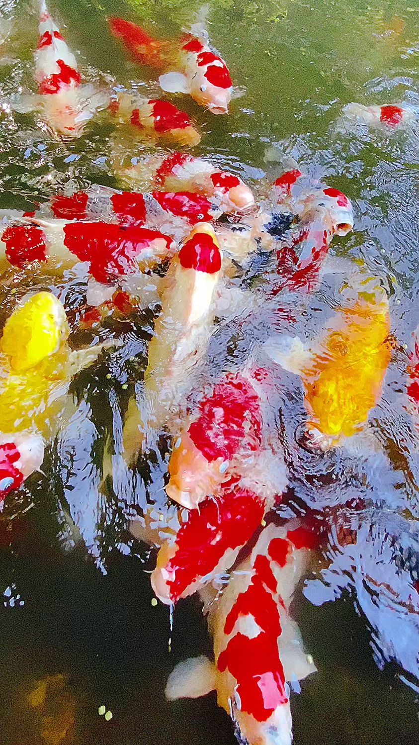 近距离拍摄锦鲤鱼群