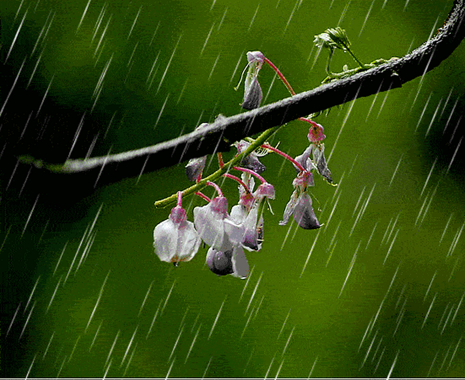 唐诗里最美的一首春雨诗,全篇都是名句,千年来无人能够超越