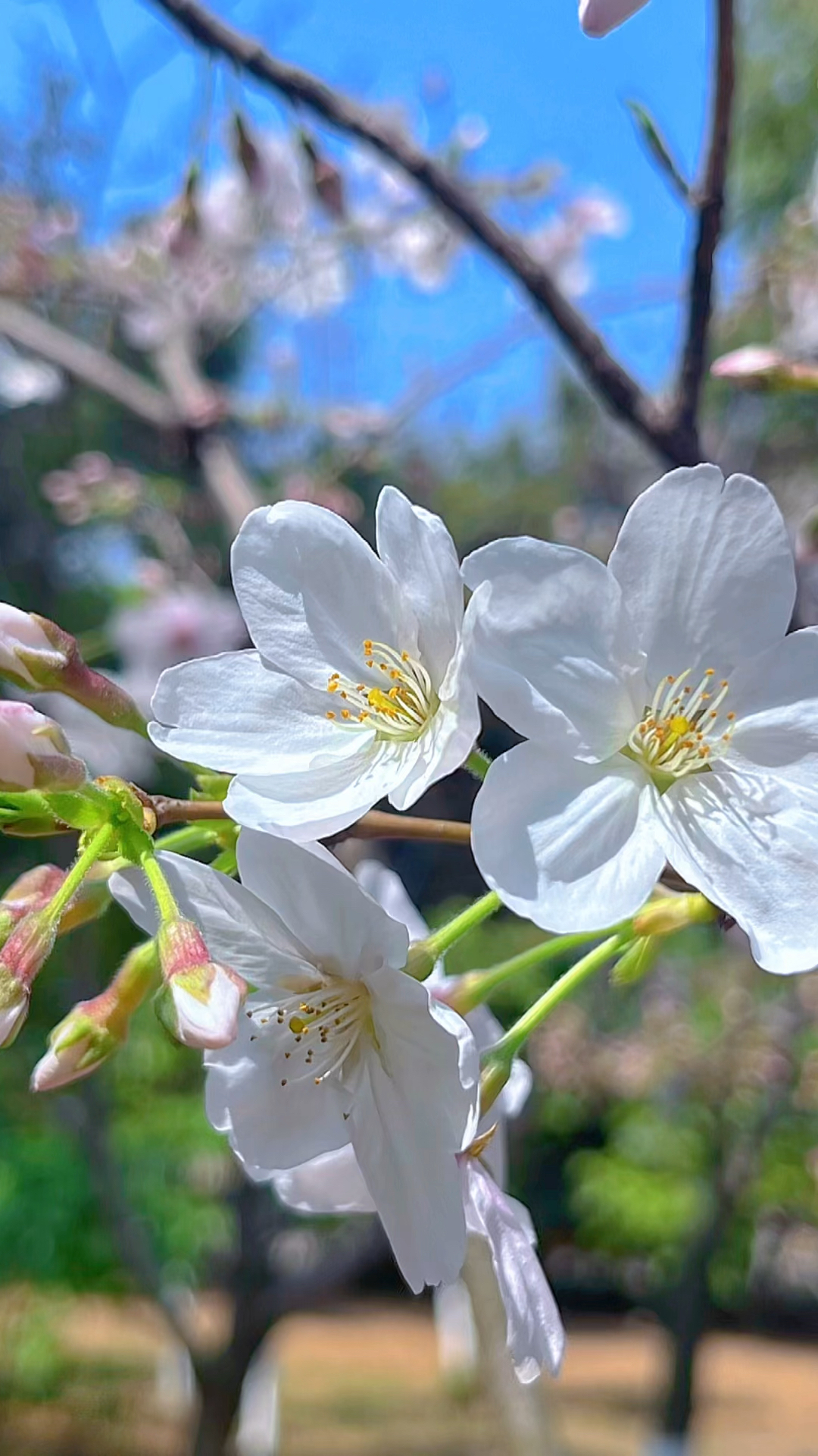 春天的花朵明净如新