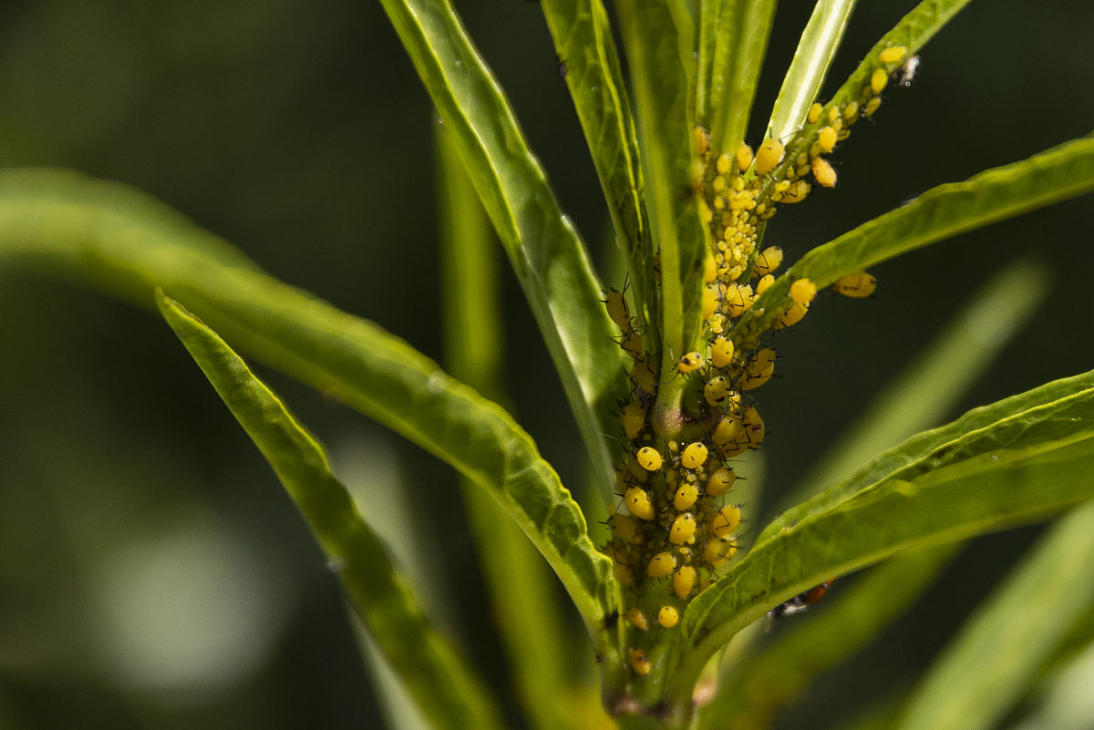 为害桃树的蚜虫主要有三种,即桃蚜