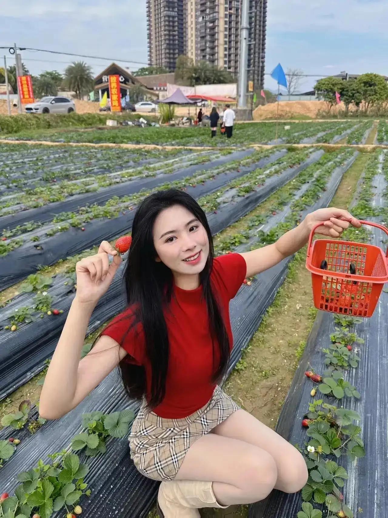 看了她们摘草莓我做了一个重要的决定星期天我也去摘草莓